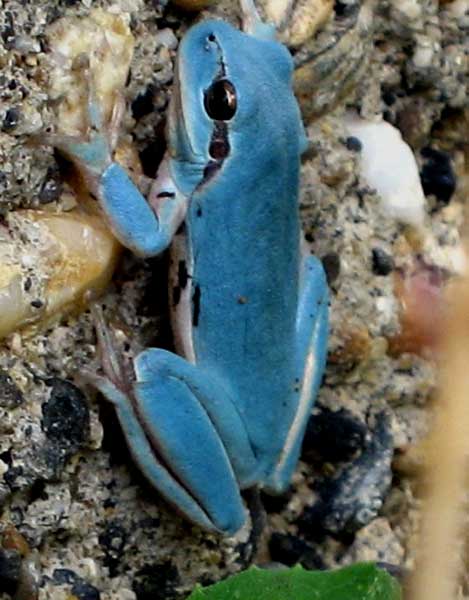 Photo.Blue-tree-frog.Rainette-Meridionale.Hyla-meridionalis.Stripeless-Tree-Frog.France.