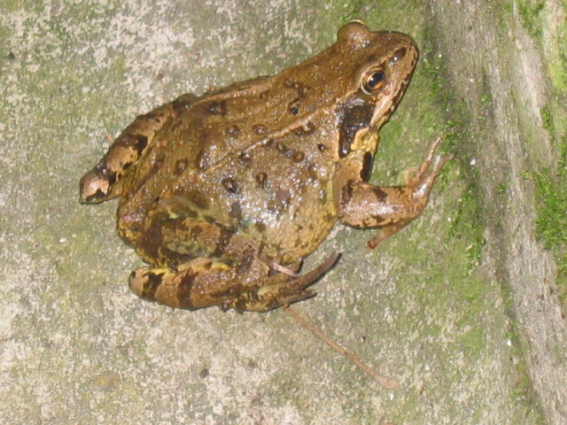 Photo.Common.frog.France