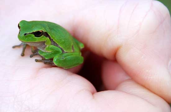 Photo-Very-small-Common-Tree-Frog_Hyla-arborea_Rainette-Arboricole-France