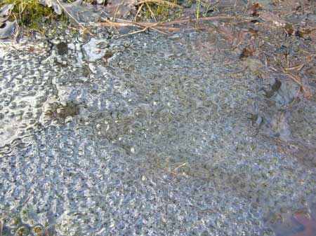 Photo.Common.frog.spawn.France