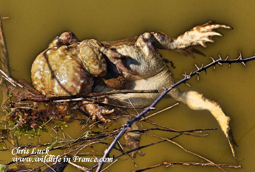 Female-toad-drowned-in-France