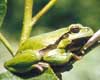 Tree frog France