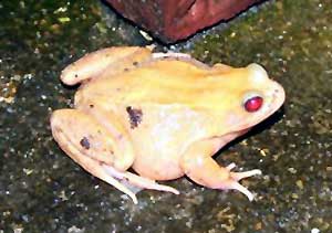 Photo.Pale.Common.frog.France