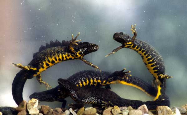Photo.Great-crested-newts.France