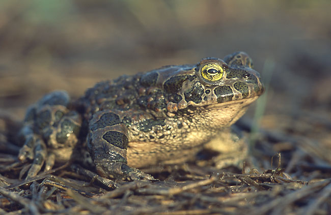 Photo.Green.toad.France