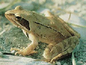 Photo.Agile.frog.France