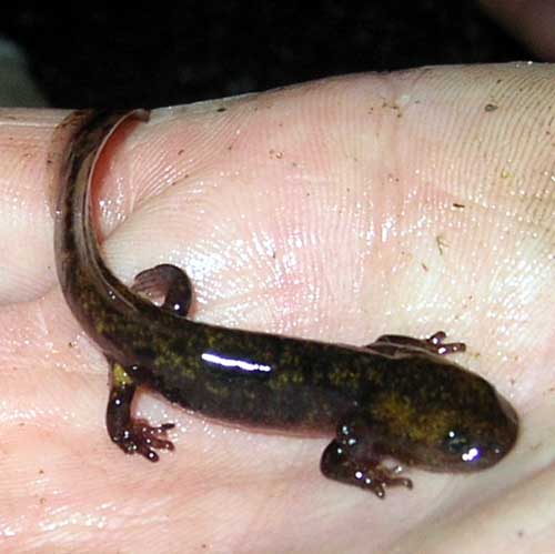 Photo.Larva-salamander-France.Well-developed.France