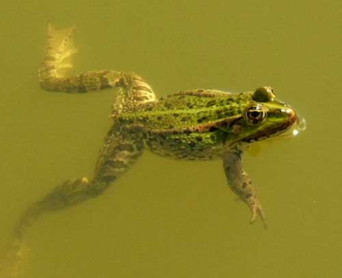 Photo.Marsh.frog.France
