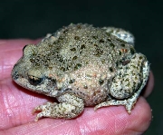 Fench-midwife-toad