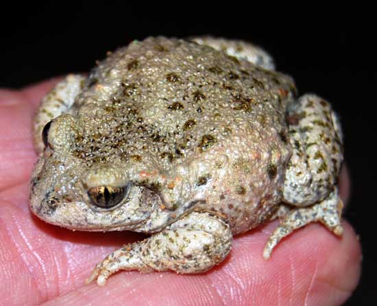 Midwife-toad-female-in-France