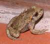 Photo.Midwife.toad.France