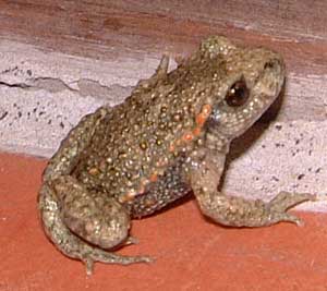 Female-midwife-toad-in-France