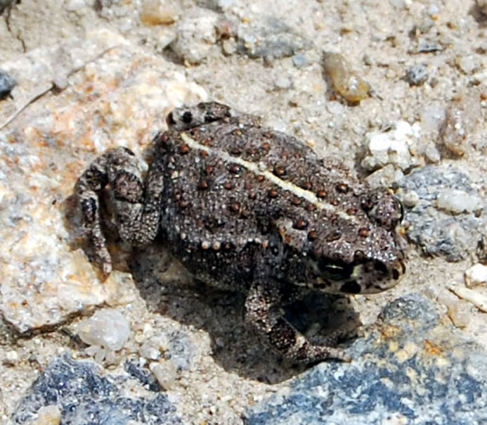 Baby natterjack toad France