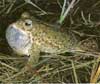 Photo-Natterjack toad France