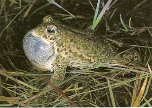 Photo.Natterjack.toad.France