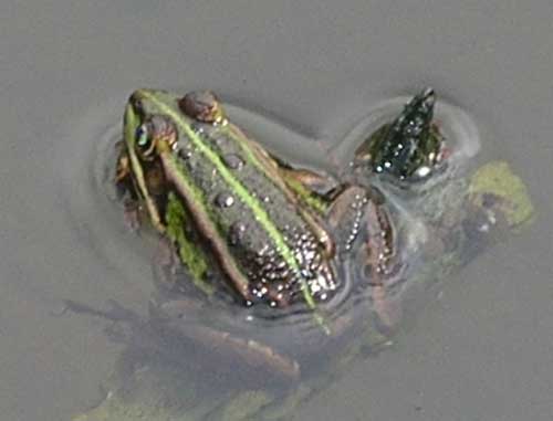 Photo.Perez's-frog.France