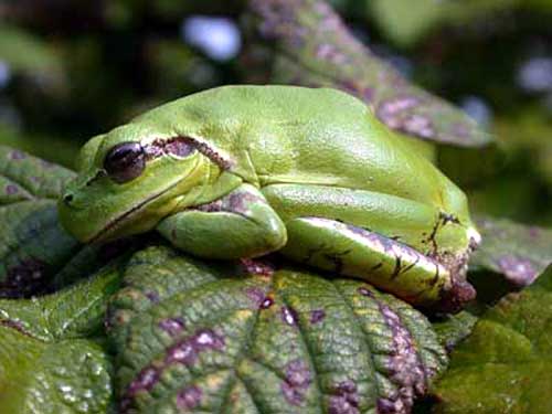 Photo.Rainette-Meridionale.Hyla-meridionalis.Stripeless-Tree-Frog.France