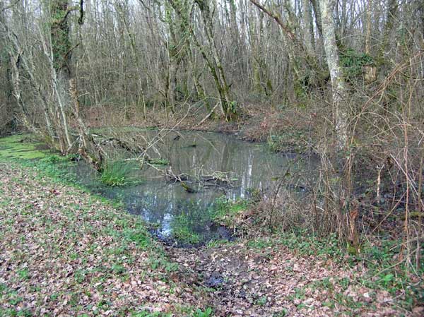 Roadside/woodland.pond.France