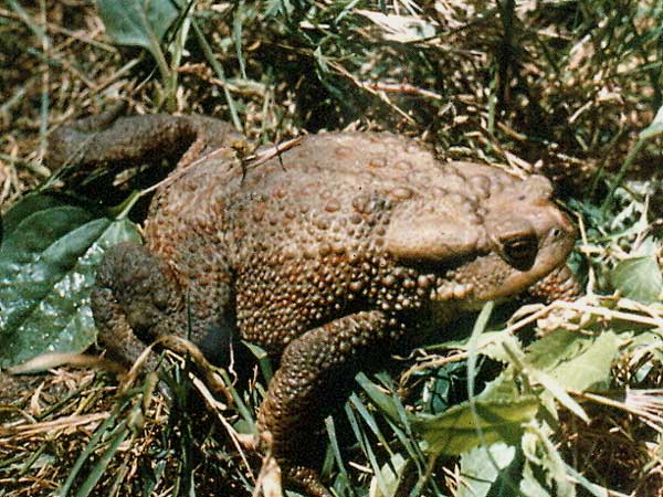 Photo.Southern.common.toad.France