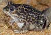 Photo-Western spadefoot France