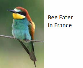 Pretty-bird-bee-eater-France