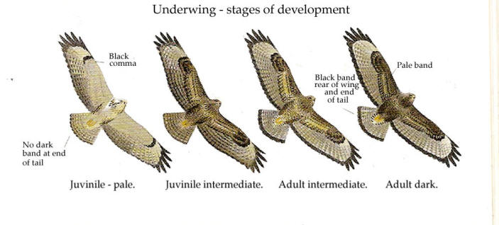 Yearly-development-Common-Buzzard-France