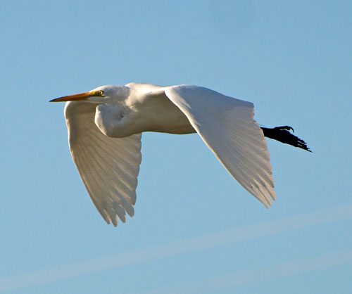 Great-white-egret-in-France