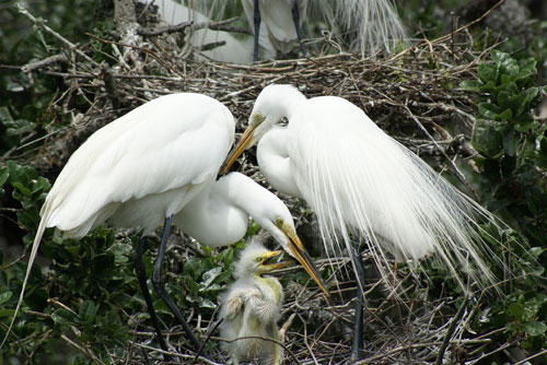 Great-egret-with-young