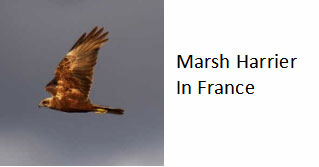 French-bird-of-prey-Marsh-Harrier