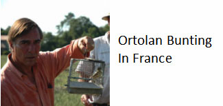 Ortolan-bunting-France-protected-species