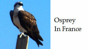 Osprey-fish-eating-bird-of-prey-France