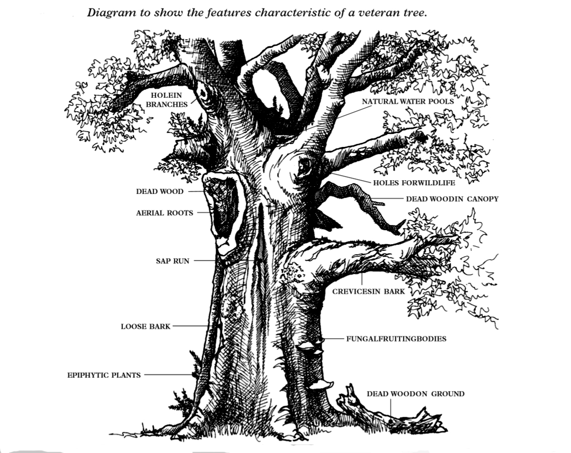 Diagram-of-old-tree-France