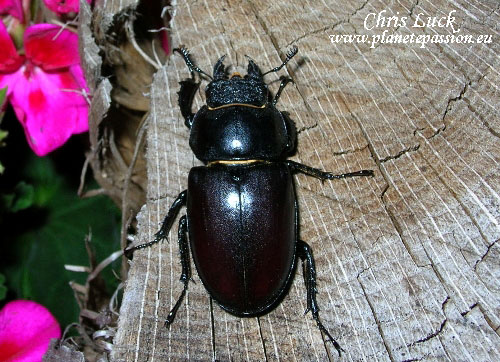 Stag-beetle-female-in-France