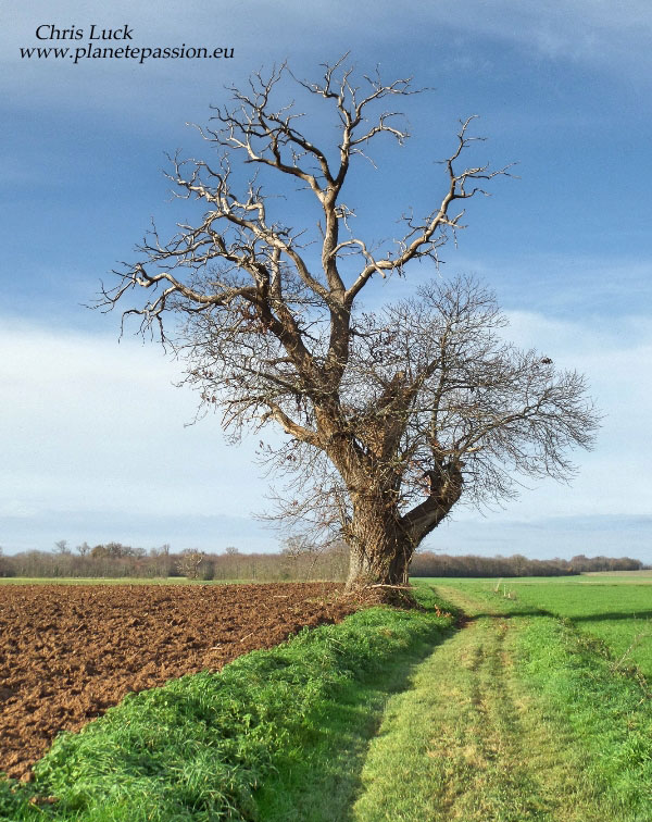 Veteran-chestnut-tree-France