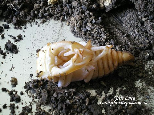 Part-developed-stag-beetle-pupa-France