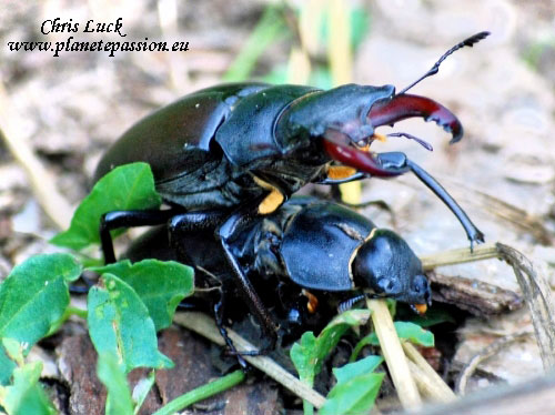 Stag-beetles-copulating-France