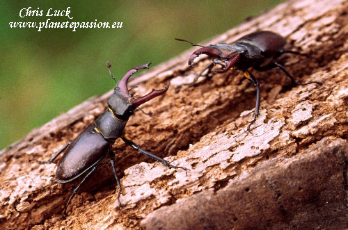 Male-stag-beetles-sizing-each-other-up-France