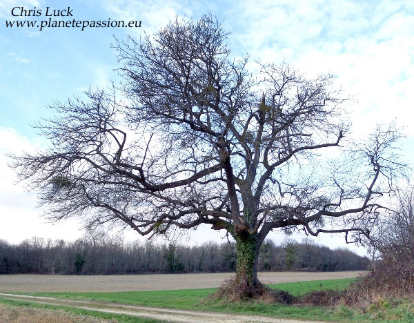 Old-service-tree-France