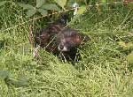 The-rare-and-endangered-European-mink-in-France