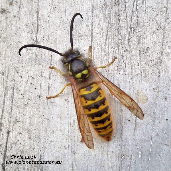 Wasp-in-France