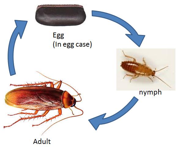 Cockroach's Life Cycle - Egg, Baby, and Adult Stages