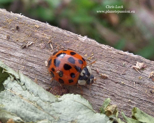 Harlequin-asian-ladybird-france