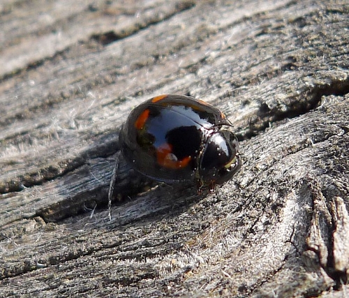 Tiny Ladybug - Exochomus 