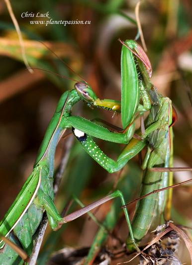 Mantis-France