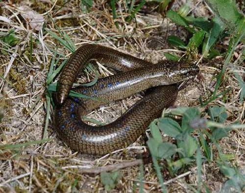 Slow-worm-in-France