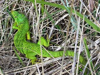 Photo.Green.lizard.France