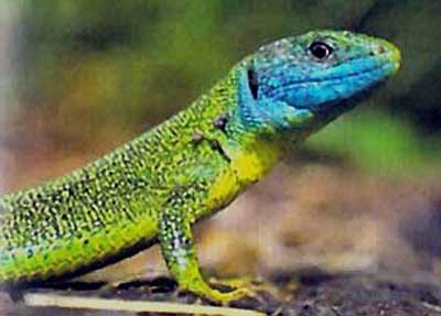 Photo.Green.lizard.male.France