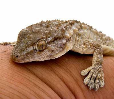 Moorish-gecko-France