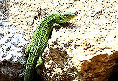 Photo.Female.green.lizard.France