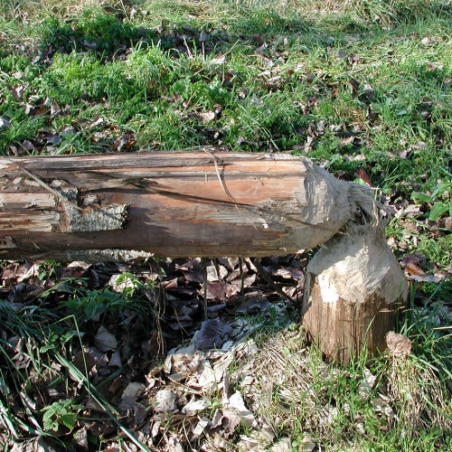 Tree-felled-by-beaver-in-Vienne-France